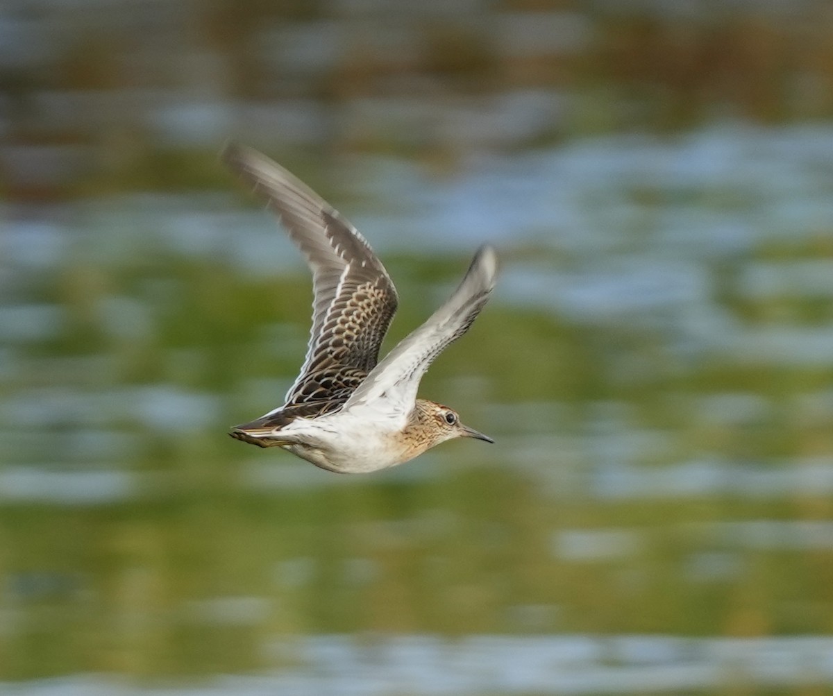 Sharp-tailed Sandpiper - Andy Bankert