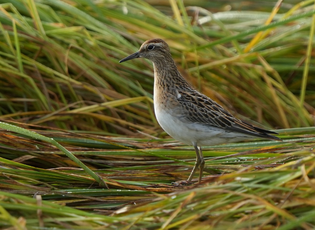 Sharp-tailed Sandpiper - Andy Bankert