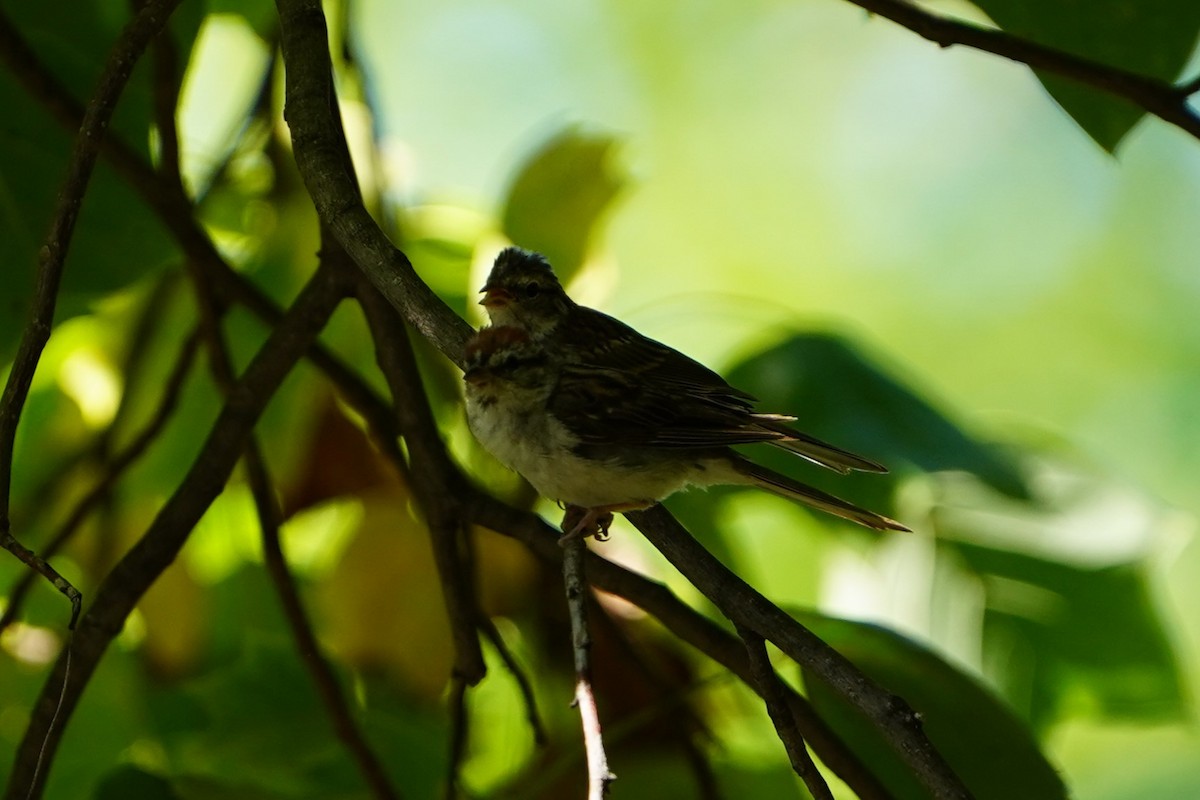 Chipping Sparrow - ML624144178