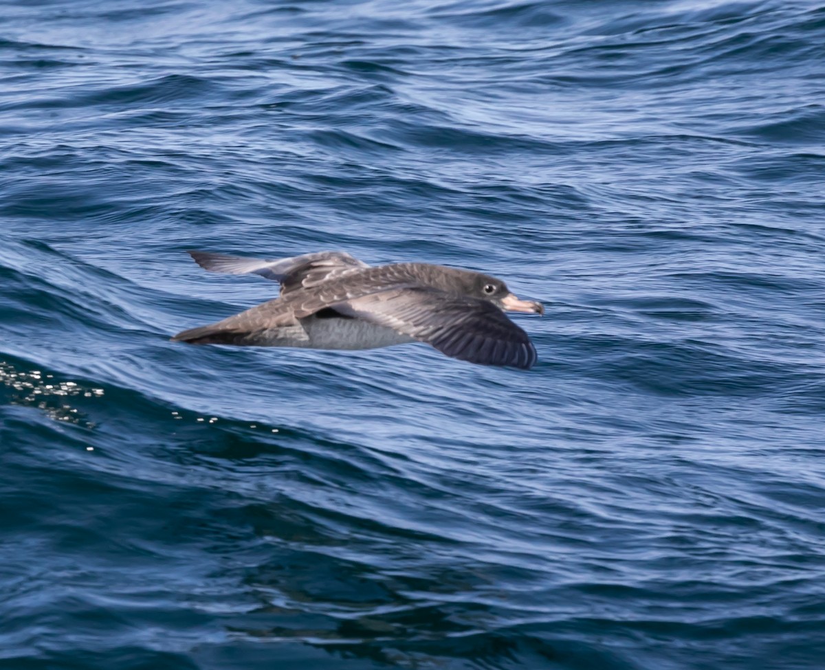 Pink-footed Shearwater - ML624144180