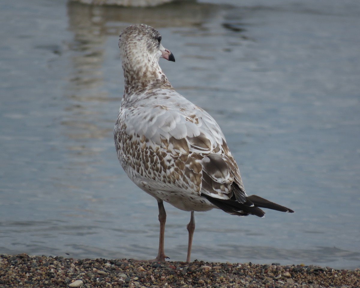 Ring-billed Gull - ML624144182