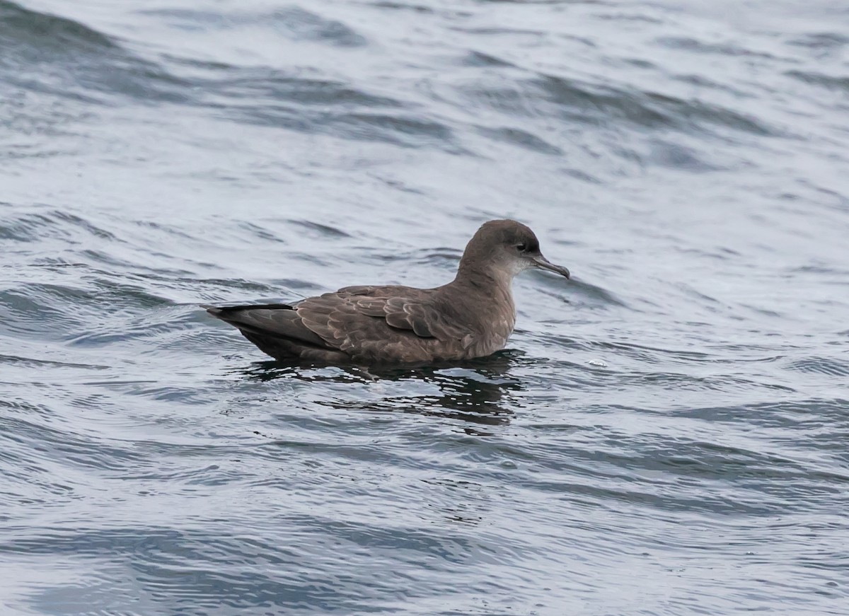 短尾水薙鳥 - ML624144187