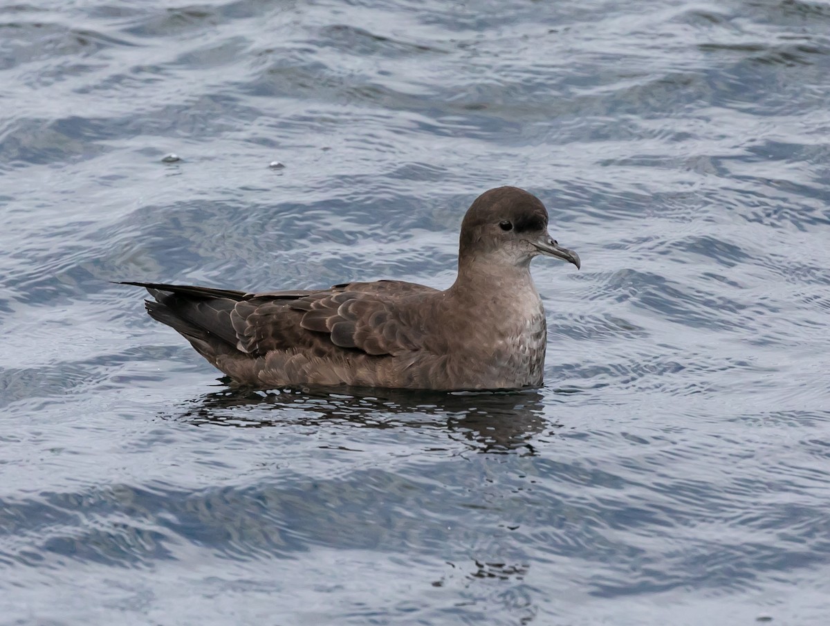 短尾水薙鳥 - ML624144193