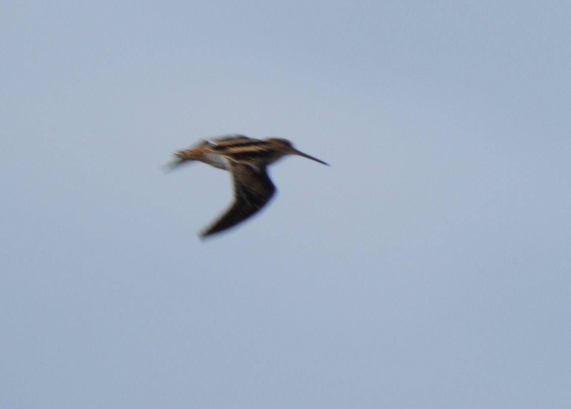 Common/Wilson's Snipe - ML624144195