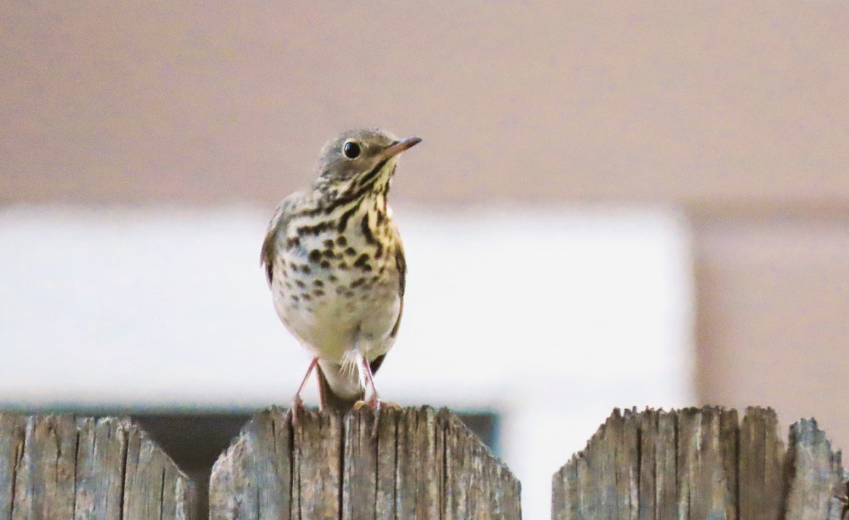 Hermit Thrush - ML624144197