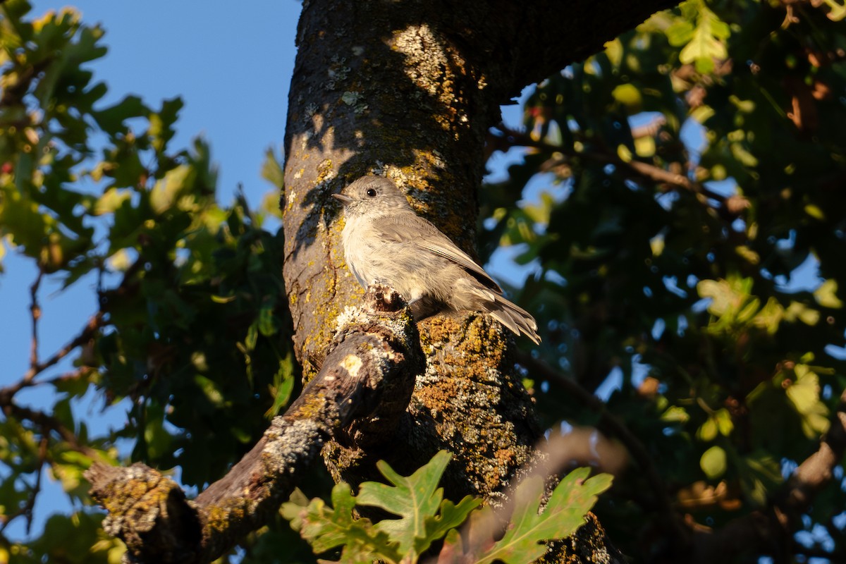 Oak Titmouse - ML624144199