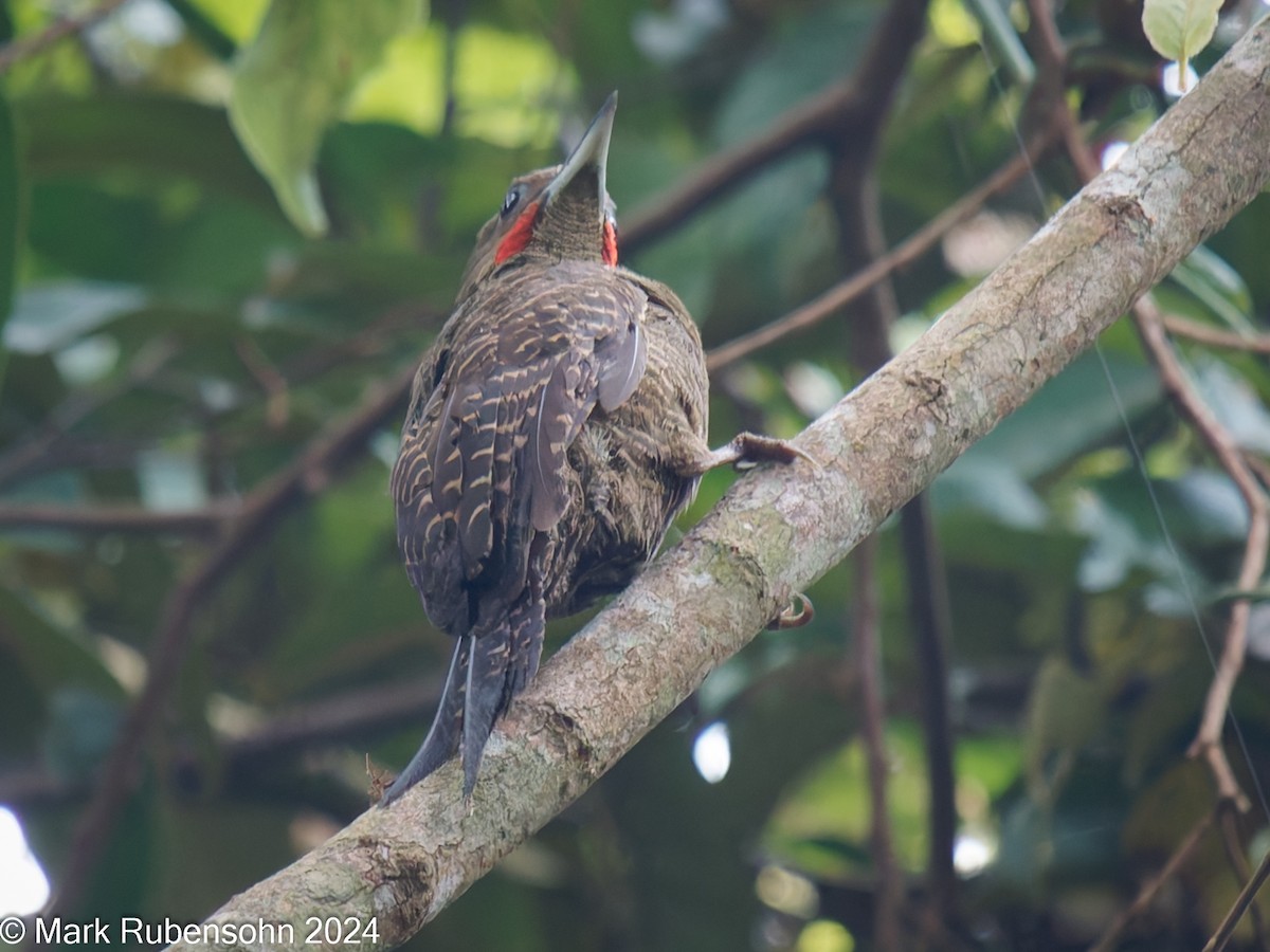 Buff-necked Woodpecker - Mark Rubensohn