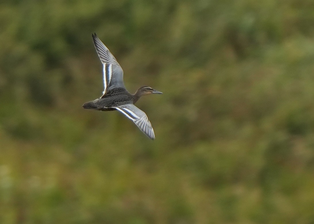 Garganey - ML624144201