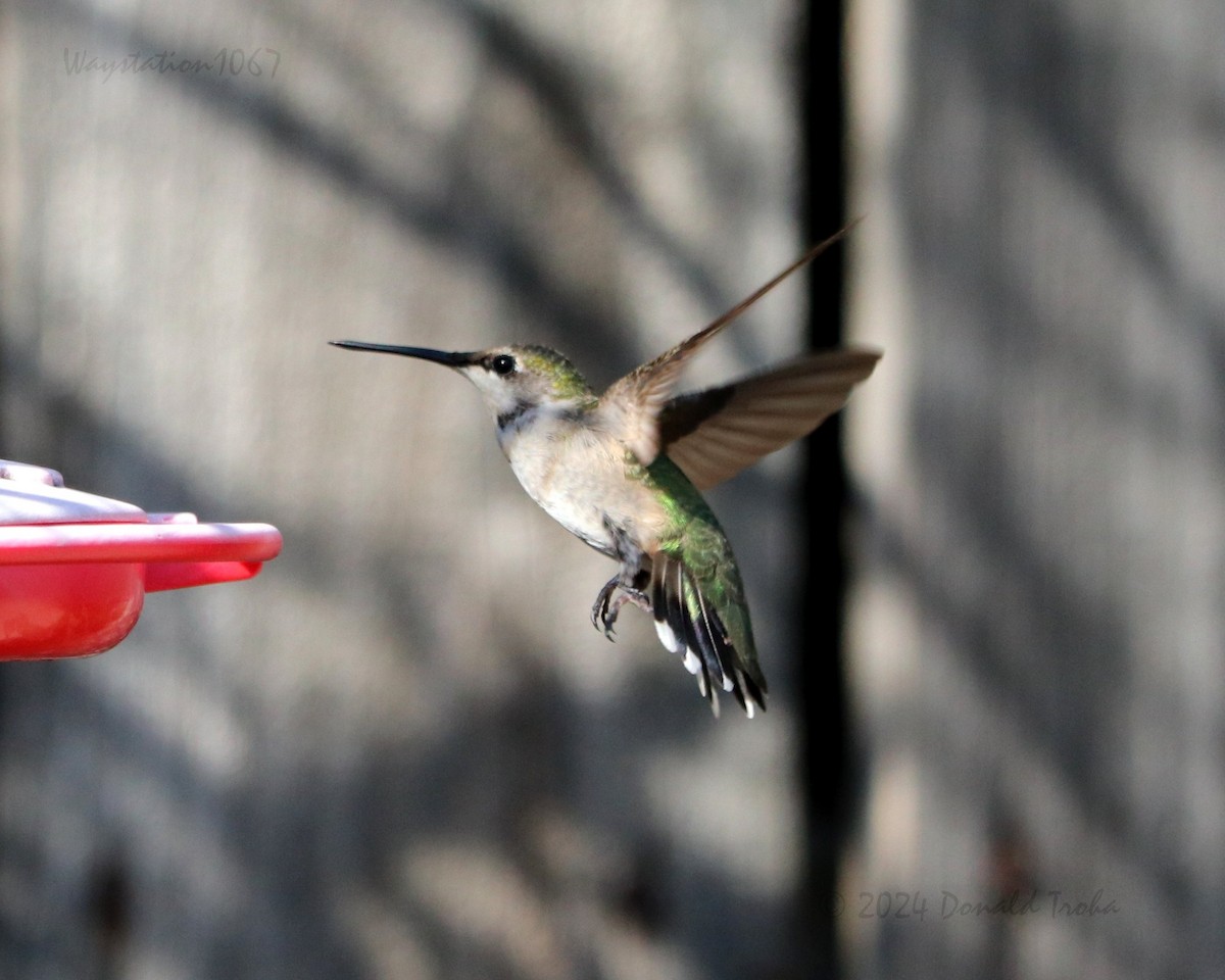 Ruby-throated Hummingbird - ML624144203