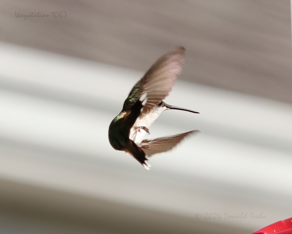 Ruby-throated Hummingbird - ML624144204