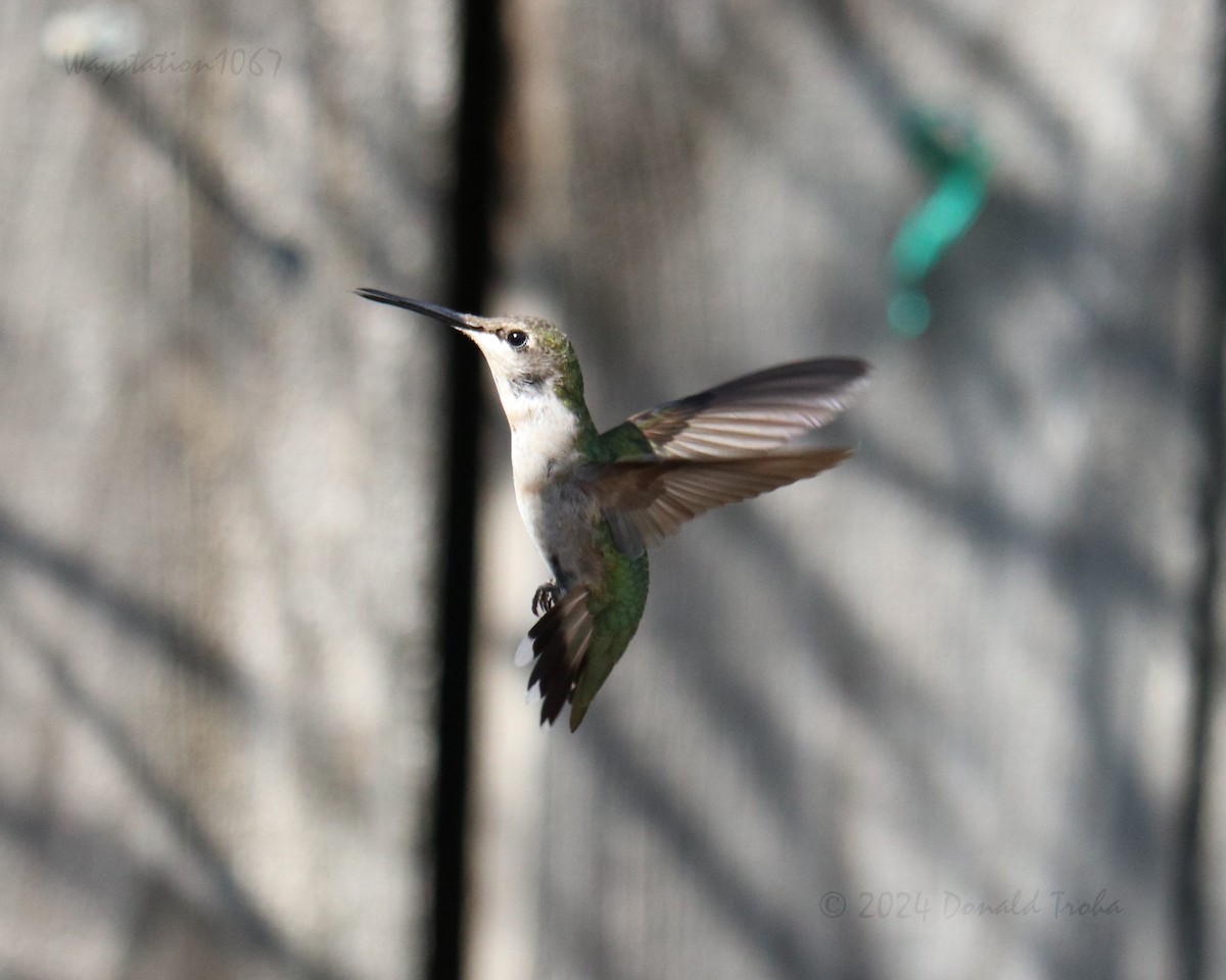 Ruby-throated Hummingbird - ML624144205