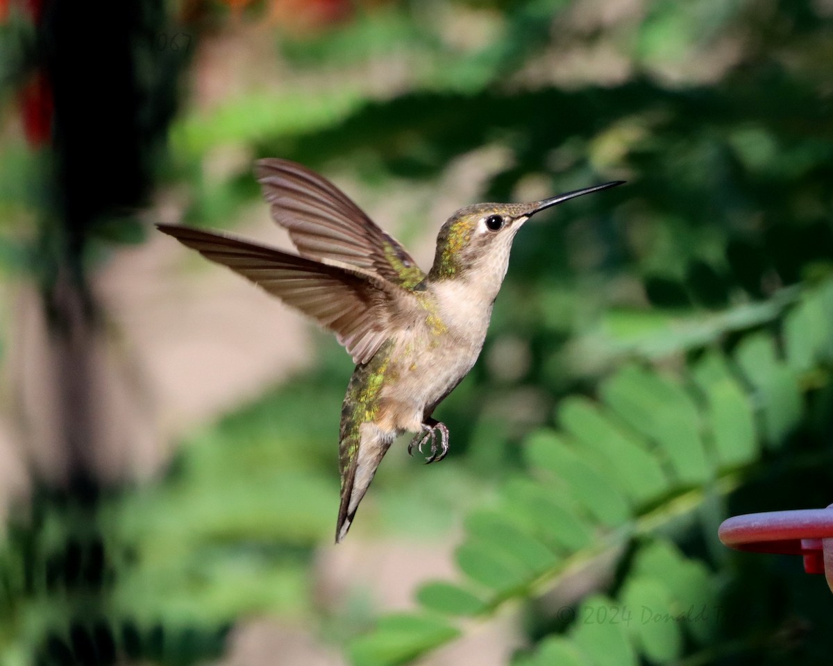 Ruby-throated Hummingbird - ML624144206