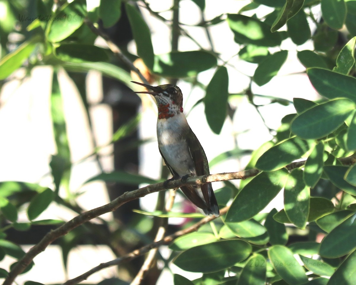 Ruby-throated Hummingbird - ML624144207