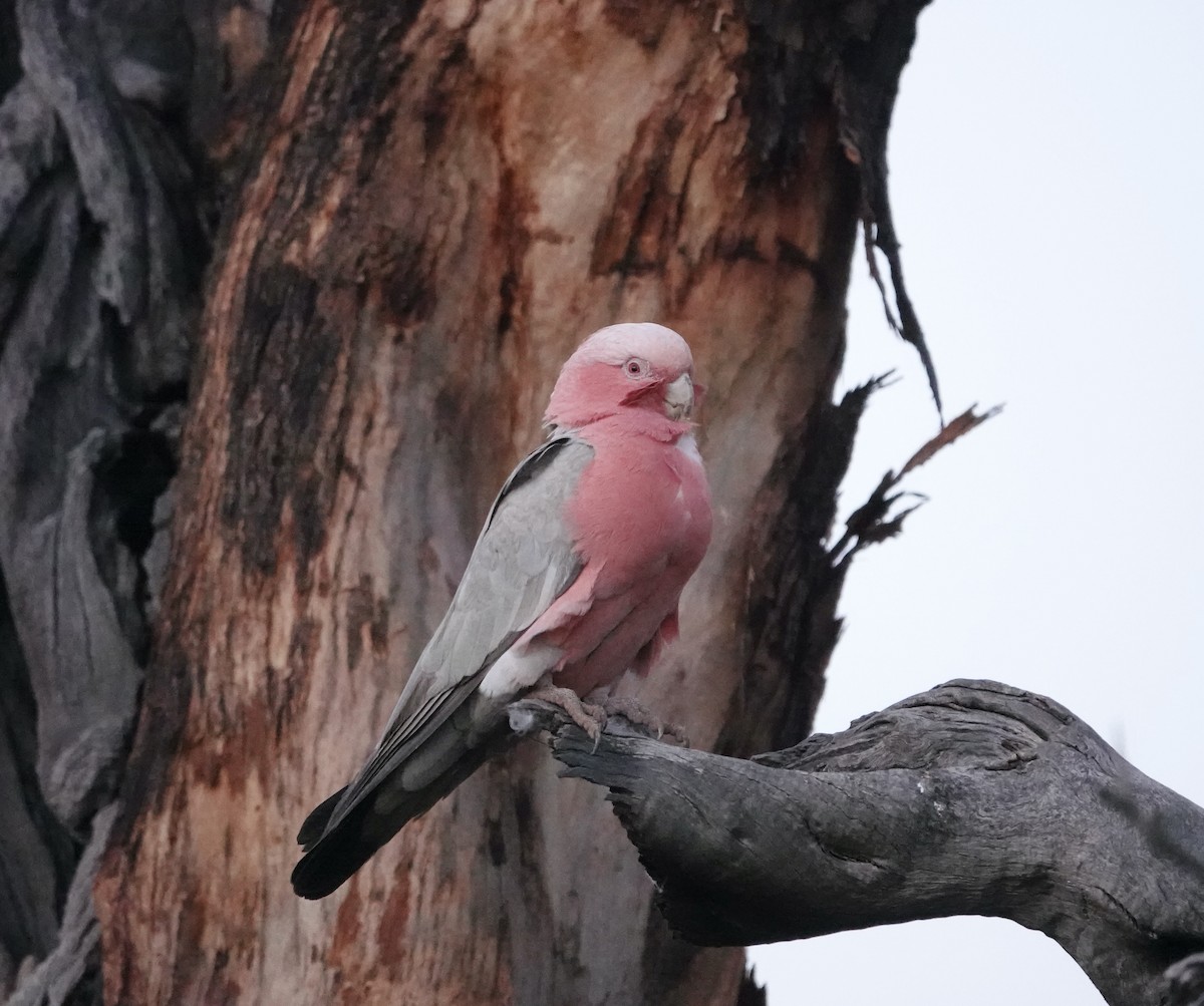 Galah - ML624144208