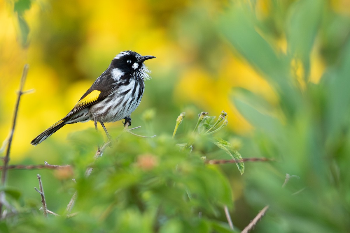 New Holland Honeyeater - ML624144210