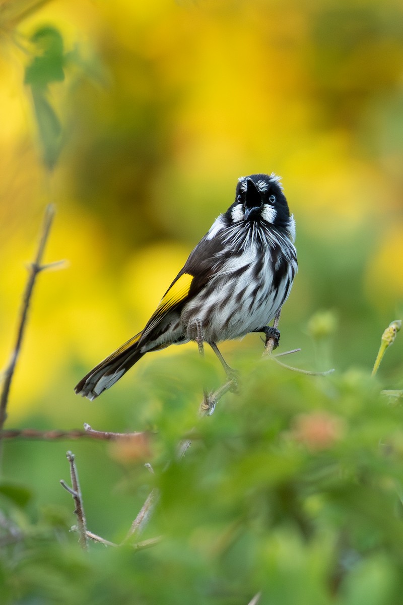 New Holland Honeyeater - ML624144212