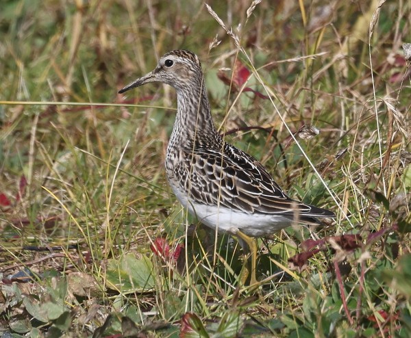 Pectoral Sandpiper - ML624144213