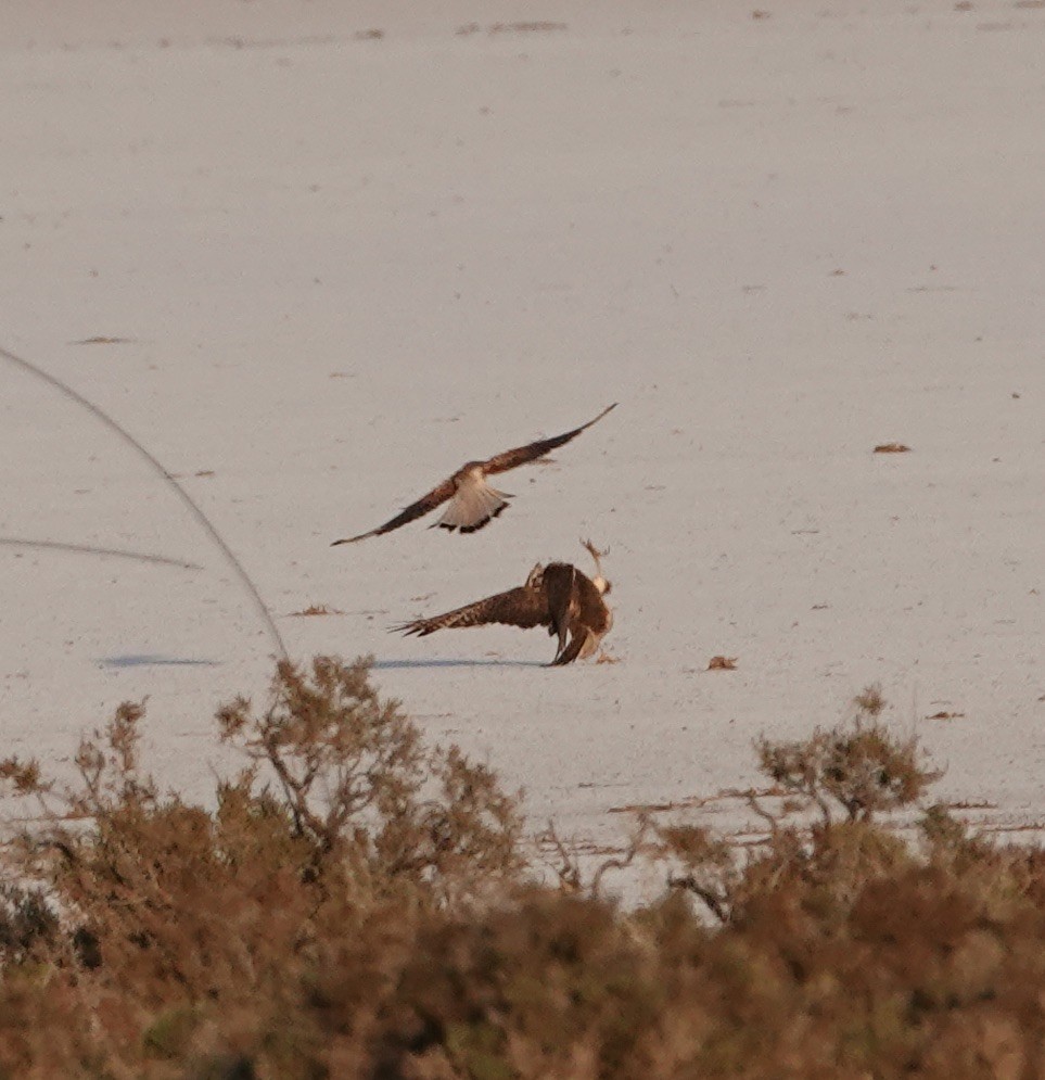 Nankeen Kestrel - ML624144214