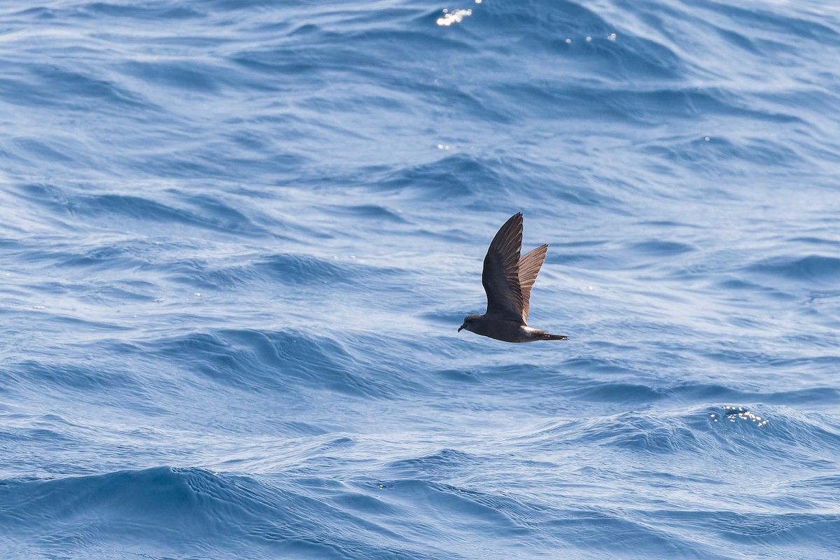 Leach's/Townsend's Storm-Petrel - ML624144215