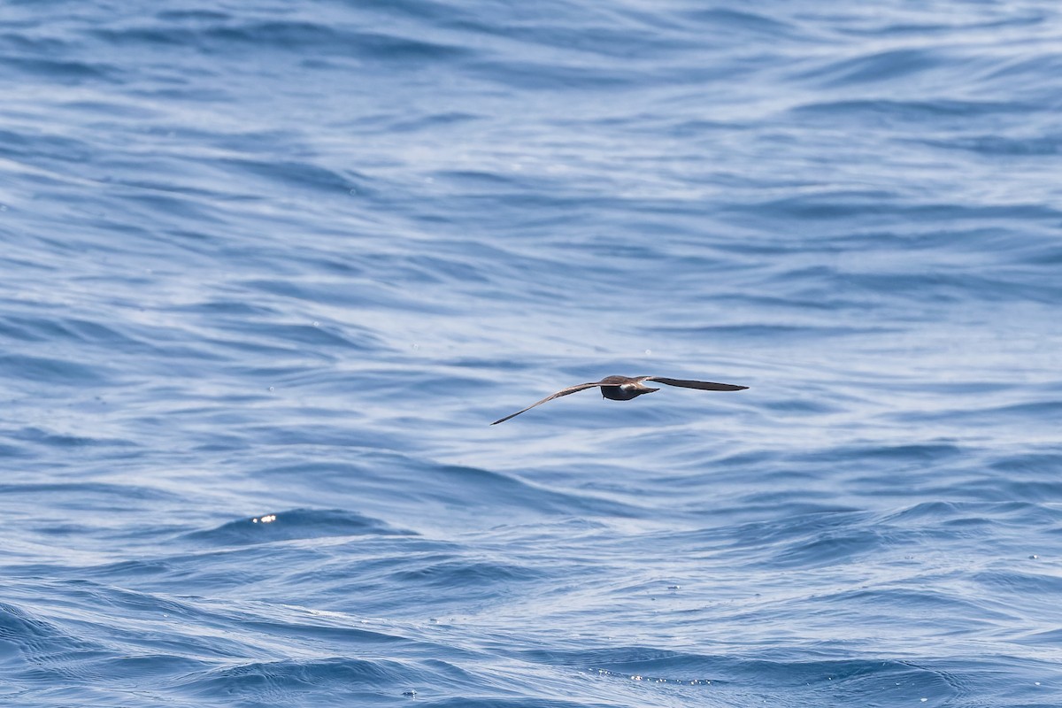 Leach's/Townsend's Storm-Petrel - ML624144216