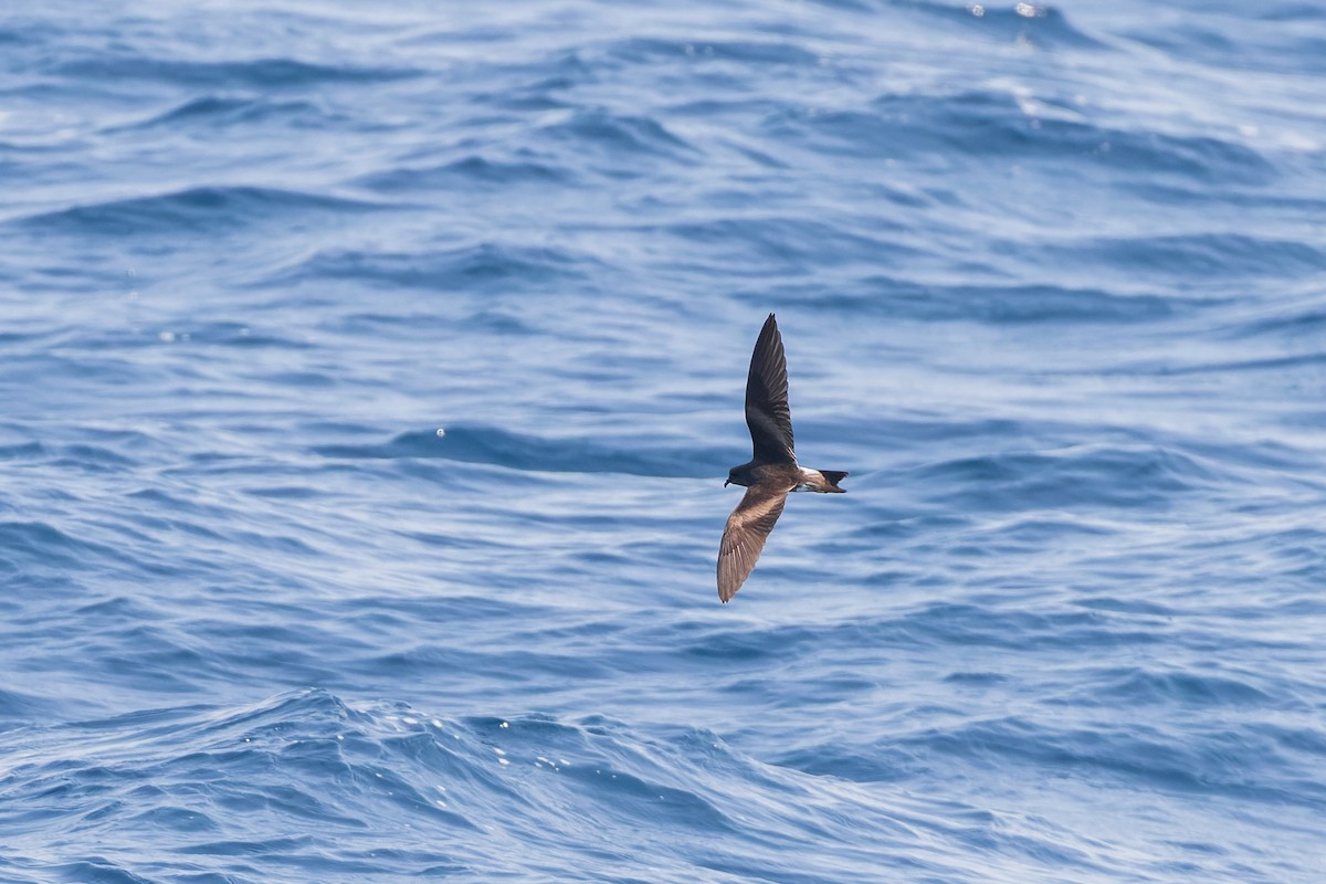 Leach's/Townsend's Storm-Petrel - ML624144217