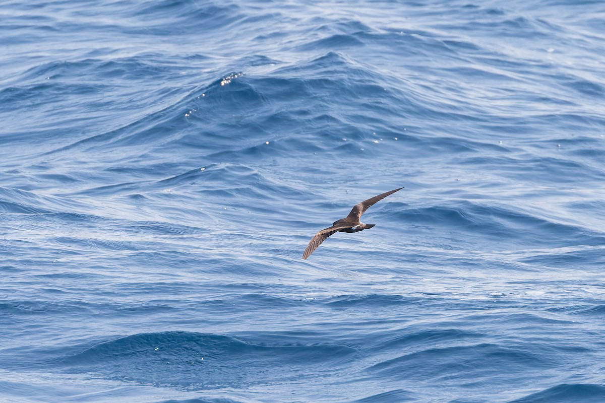 Leach's/Townsend's Storm-Petrel - ML624144218