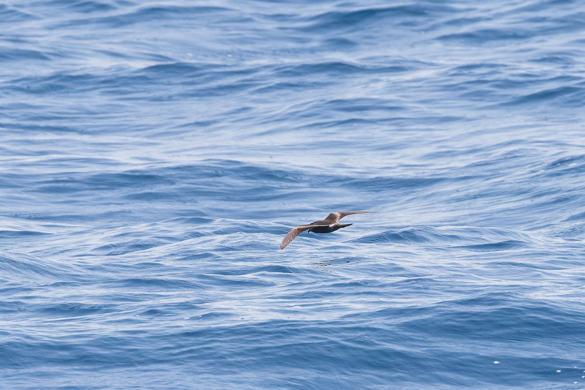 Leach's/Townsend's Storm-Petrel - ML624144219