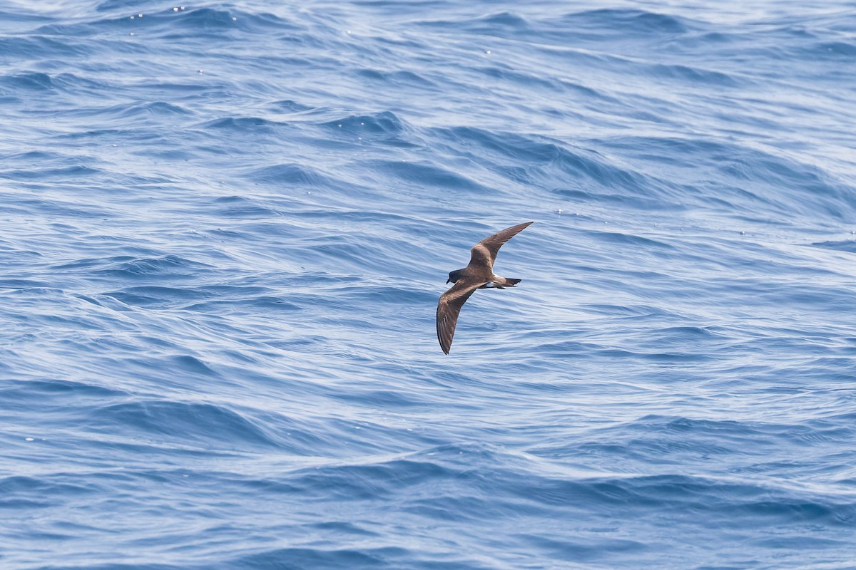 Leach's/Townsend's Storm-Petrel - ML624144220