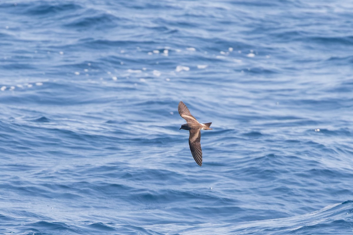 Leach's/Townsend's Storm-Petrel - ML624144221