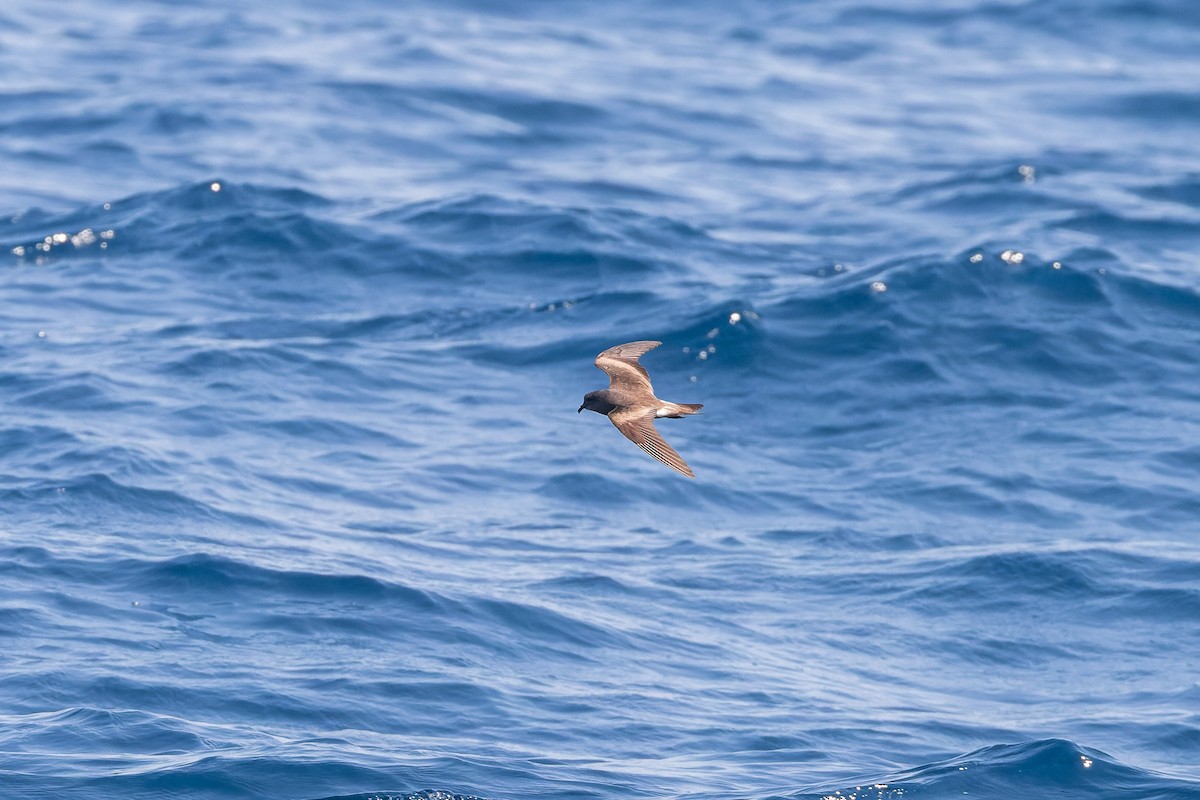 Leach's/Townsend's Storm-Petrel - ML624144222