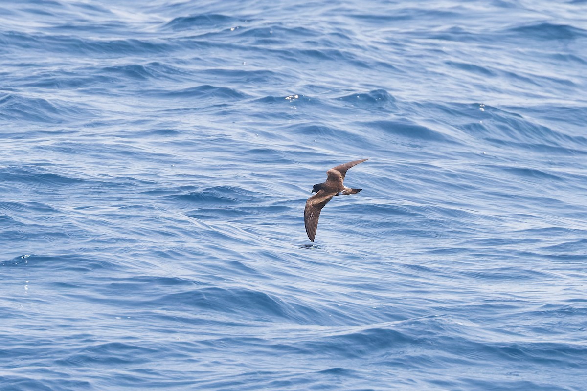 Leach's/Townsend's Storm-Petrel - ML624144223