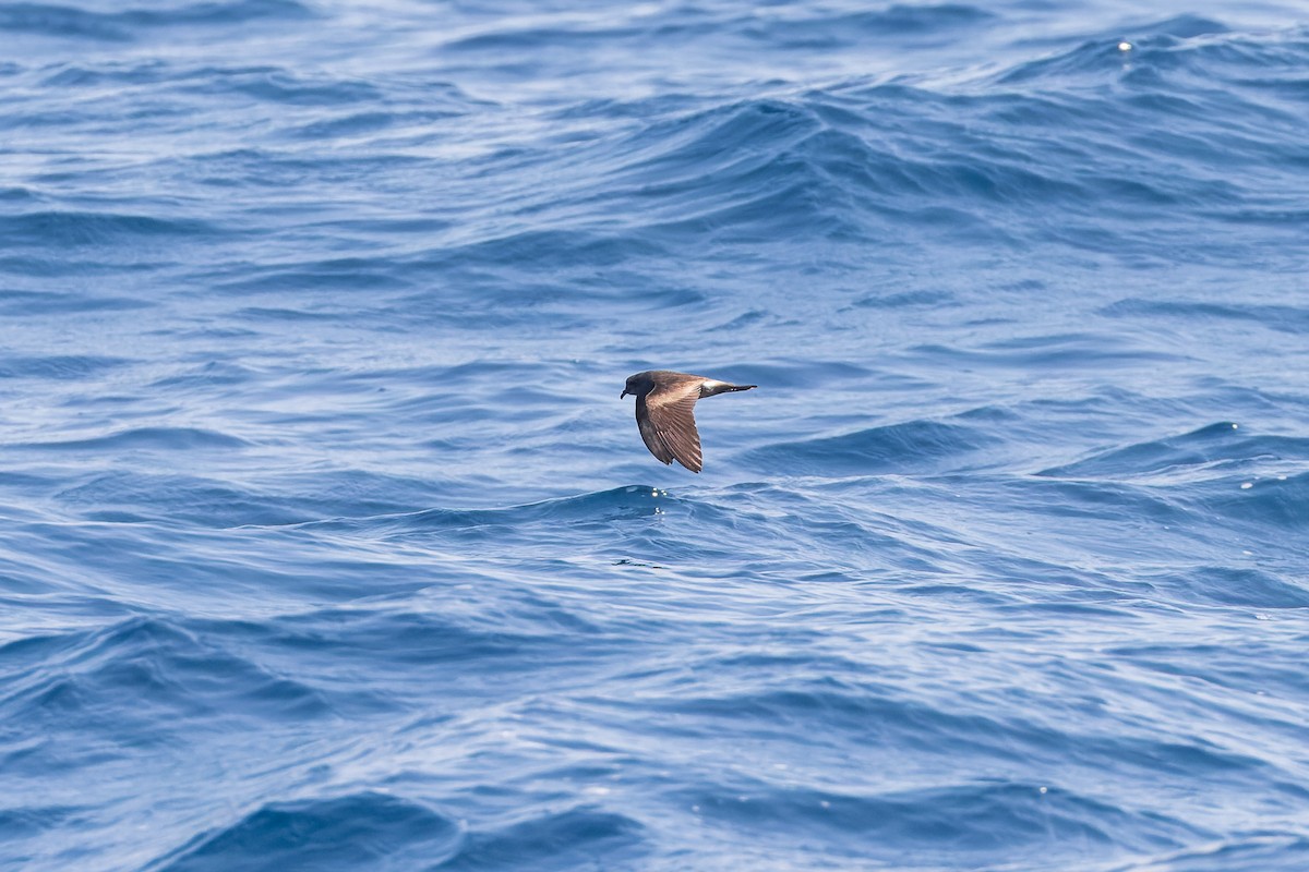 Leach's/Townsend's Storm-Petrel - ML624144224