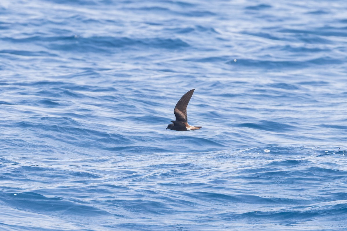 Leach's/Townsend's Storm-Petrel - ML624144225