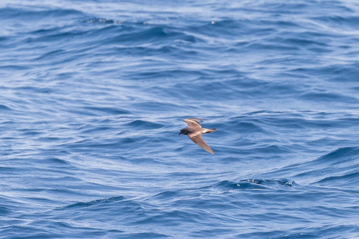 Leach's/Townsend's Storm-Petrel - ML624144226