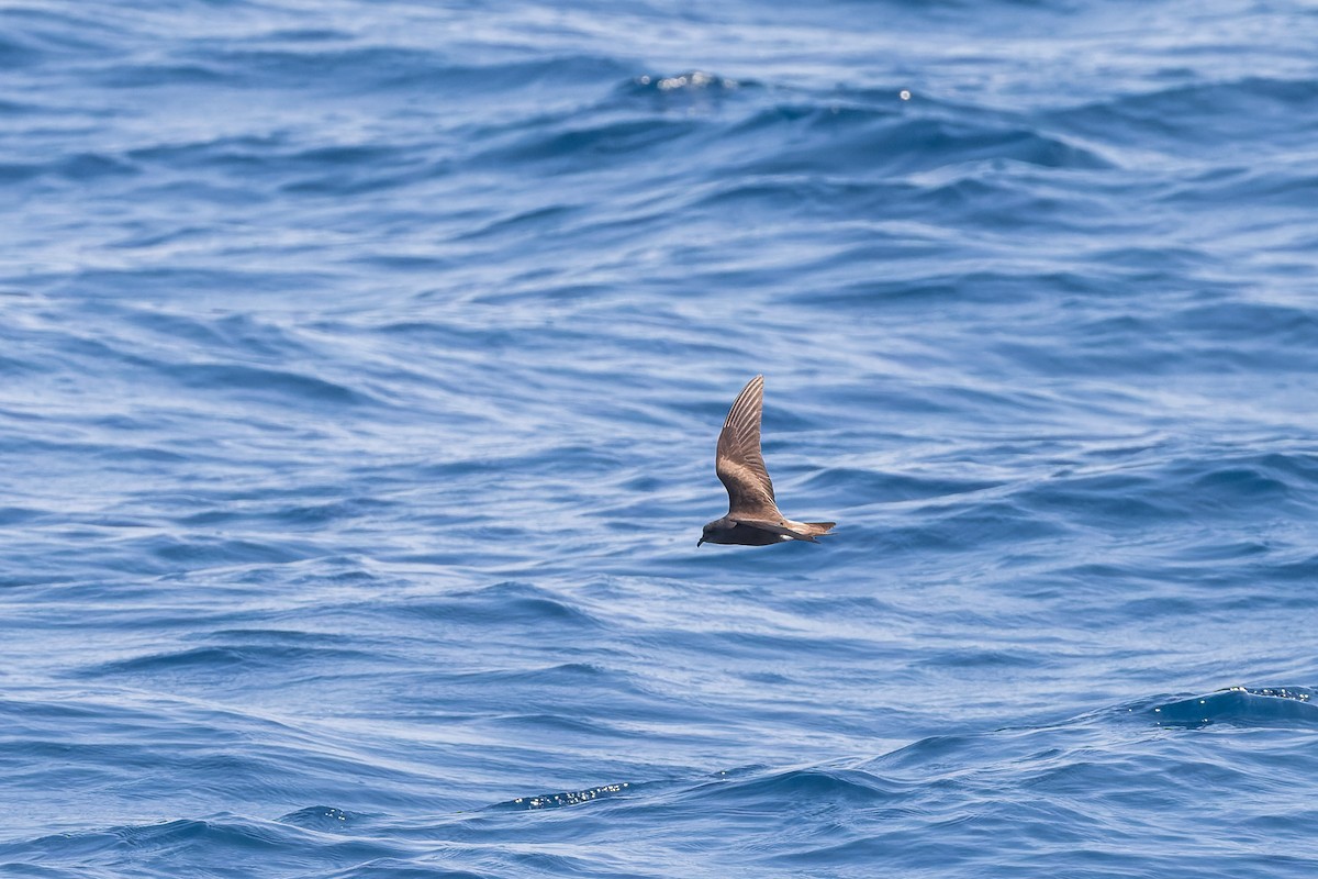 Leach's/Townsend's Storm-Petrel - ML624144227