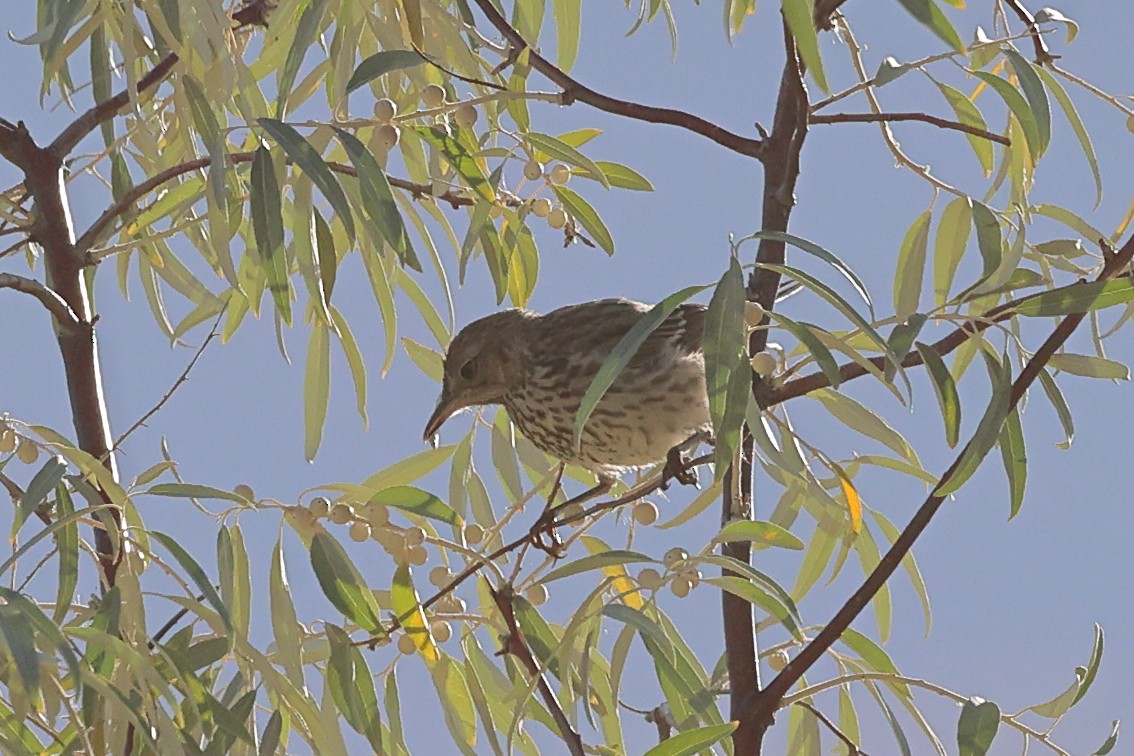 Sage Thrasher - Mary McGreal