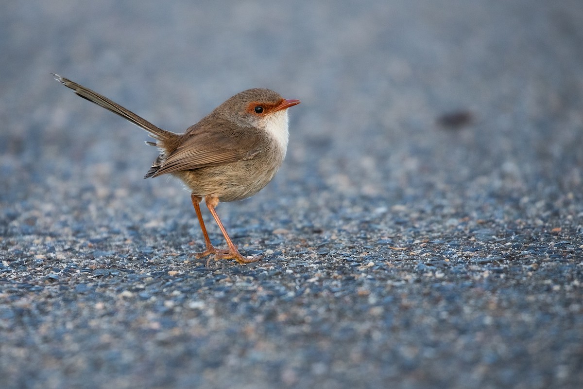 Superb Fairywren - ML624144229