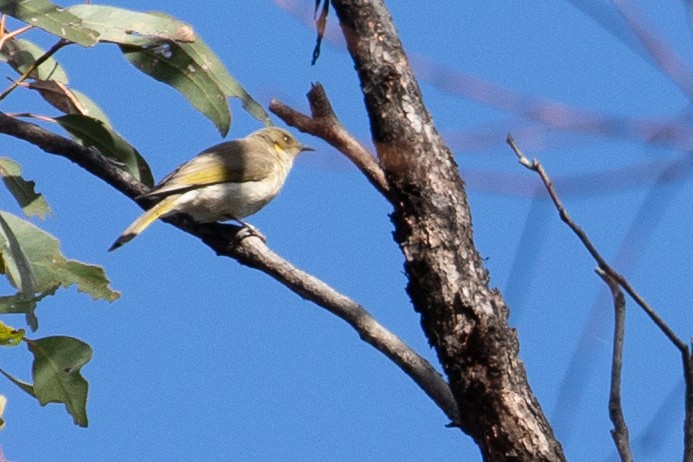 Fuscous Honeyeater - ML624144233