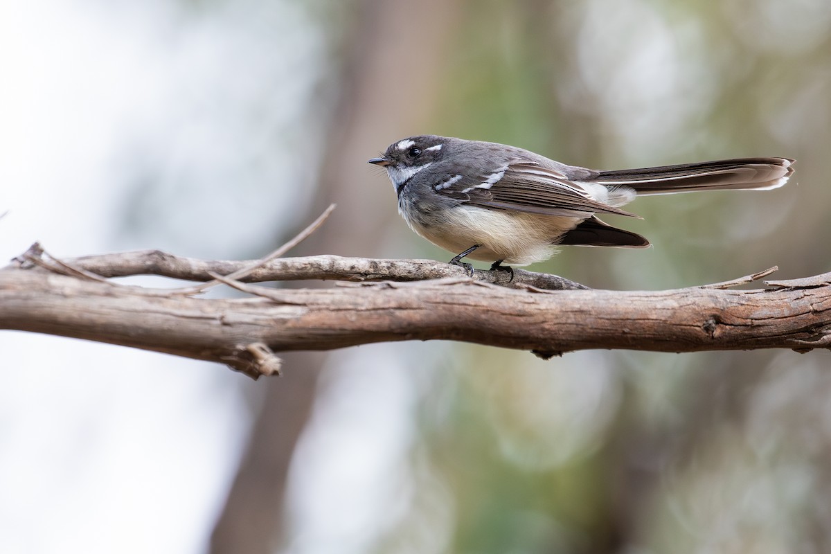 Gray Fantail (alisteri) - ML624144241