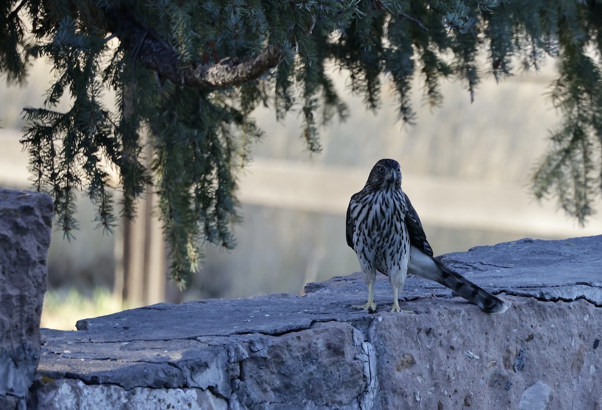 Cooper's Hawk - Rick Vetter