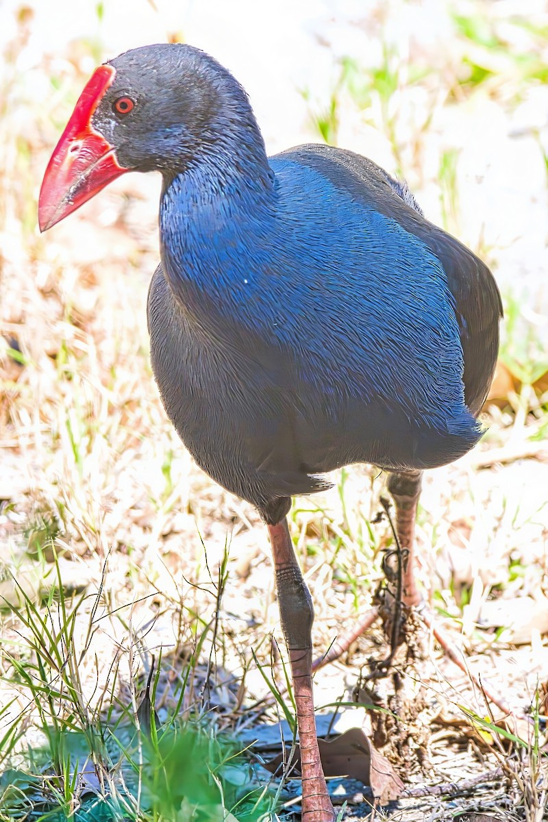 Australasian Swamphen - ML624144247