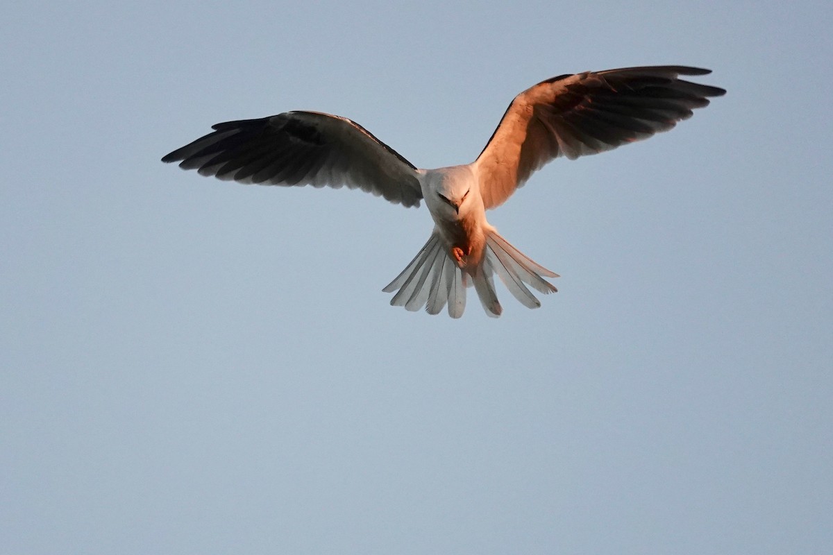 White-tailed Kite - ML624144265