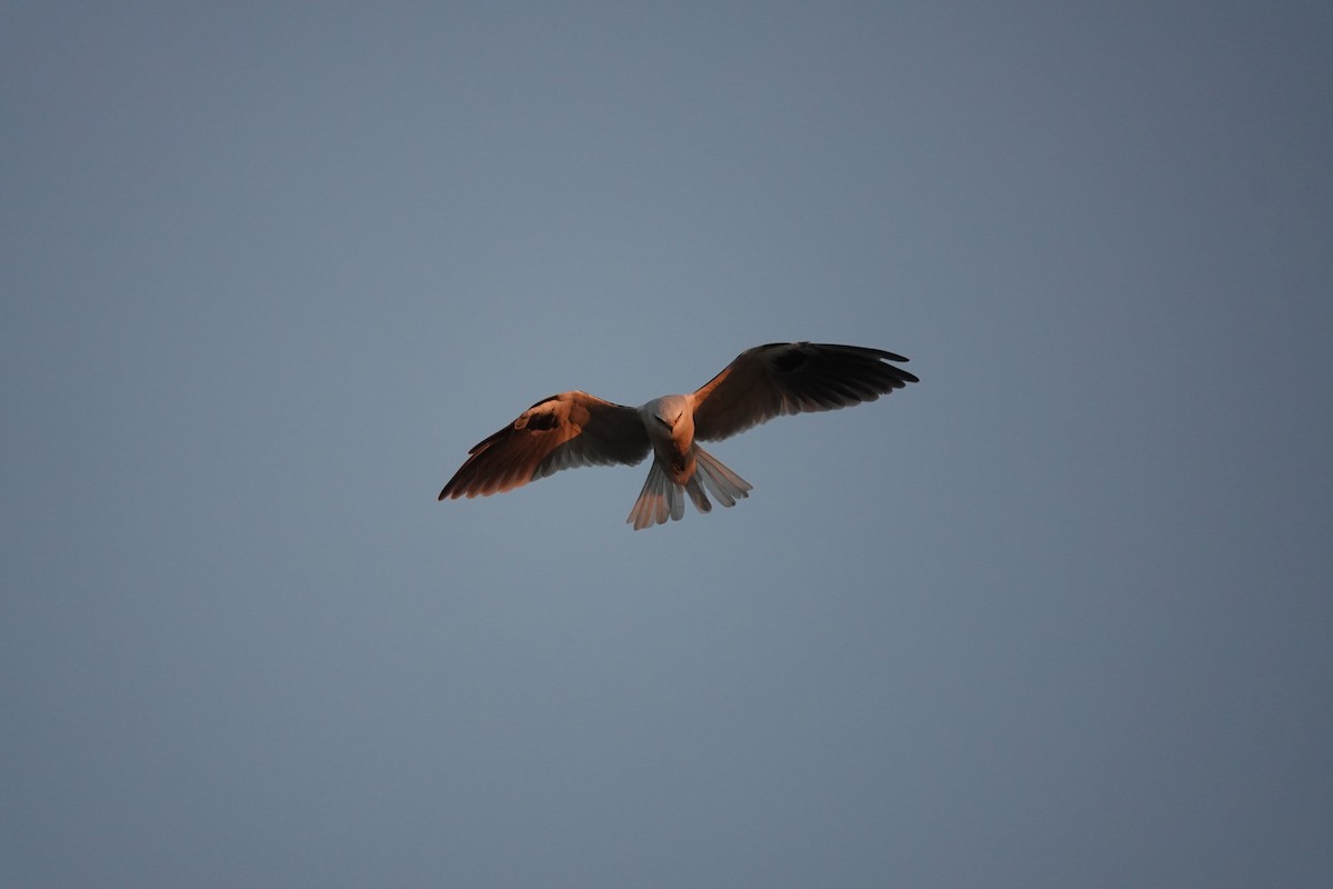 White-tailed Kite - ML624144266