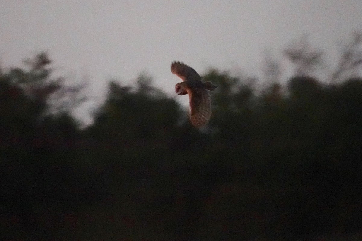 Barn Owl - ML624144267