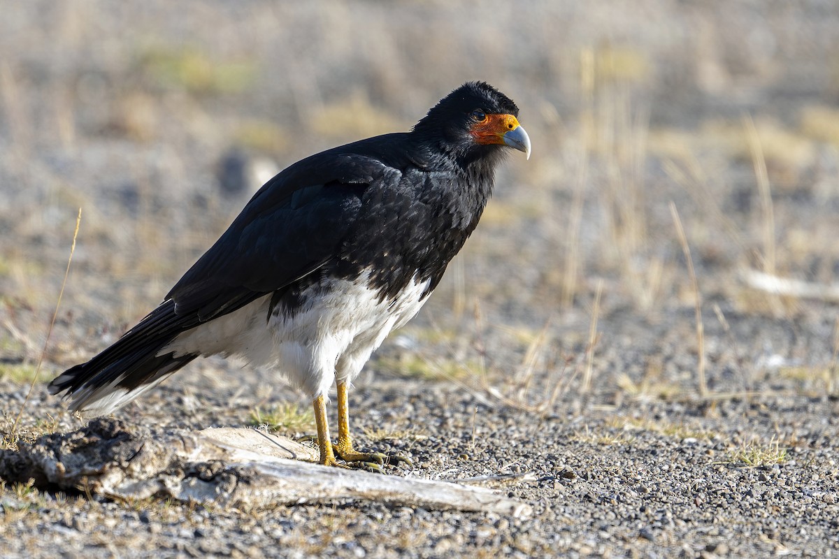 Mountain Caracara - ML624144268