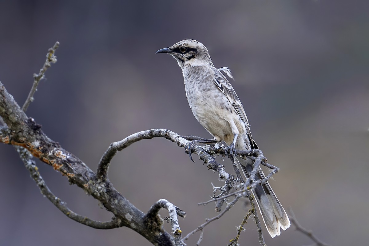 Long-tailed Mockingbird - ML624144269