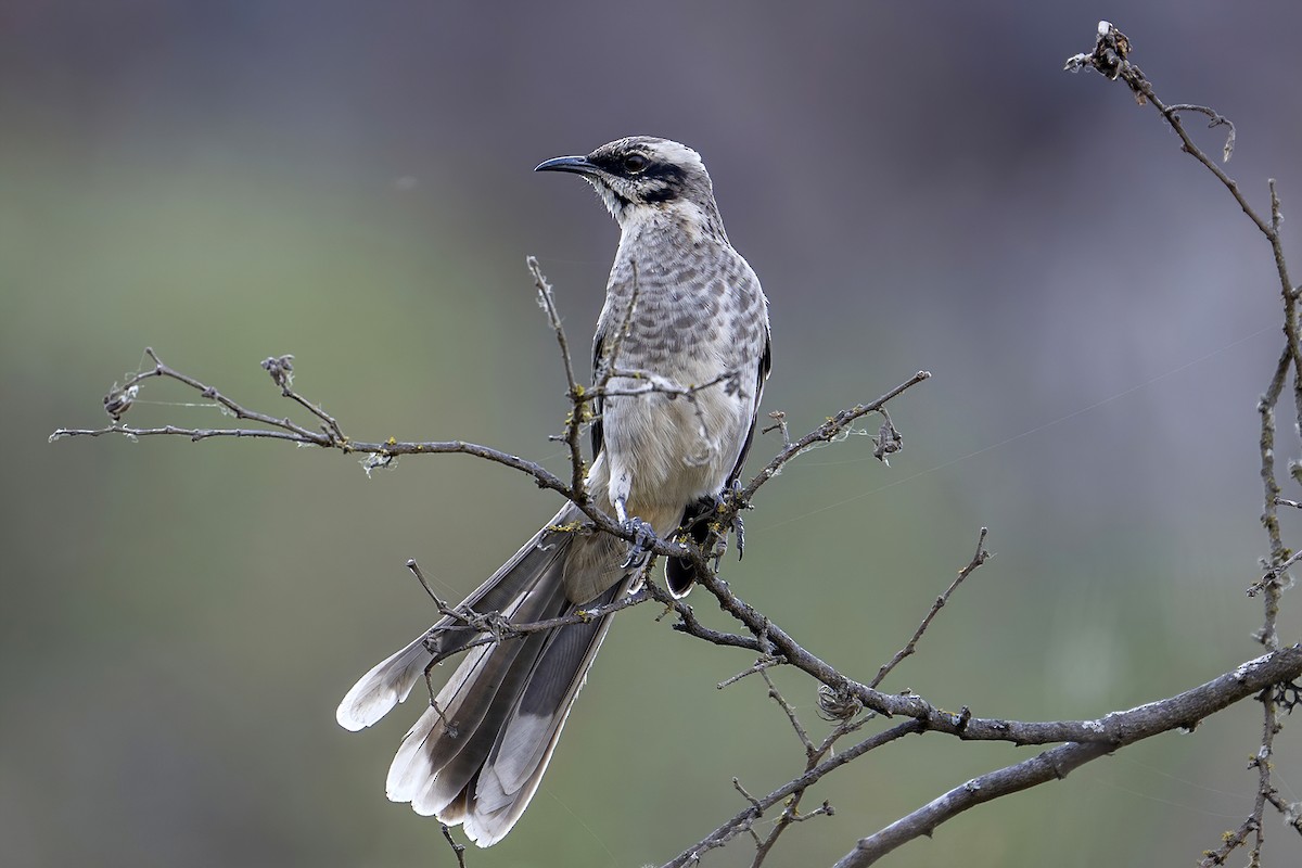 Long-tailed Mockingbird - ML624144270