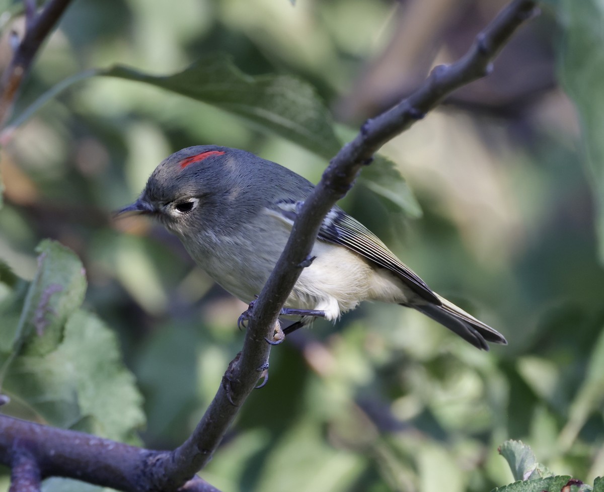 Ruby-crowned Kinglet - ML624144271