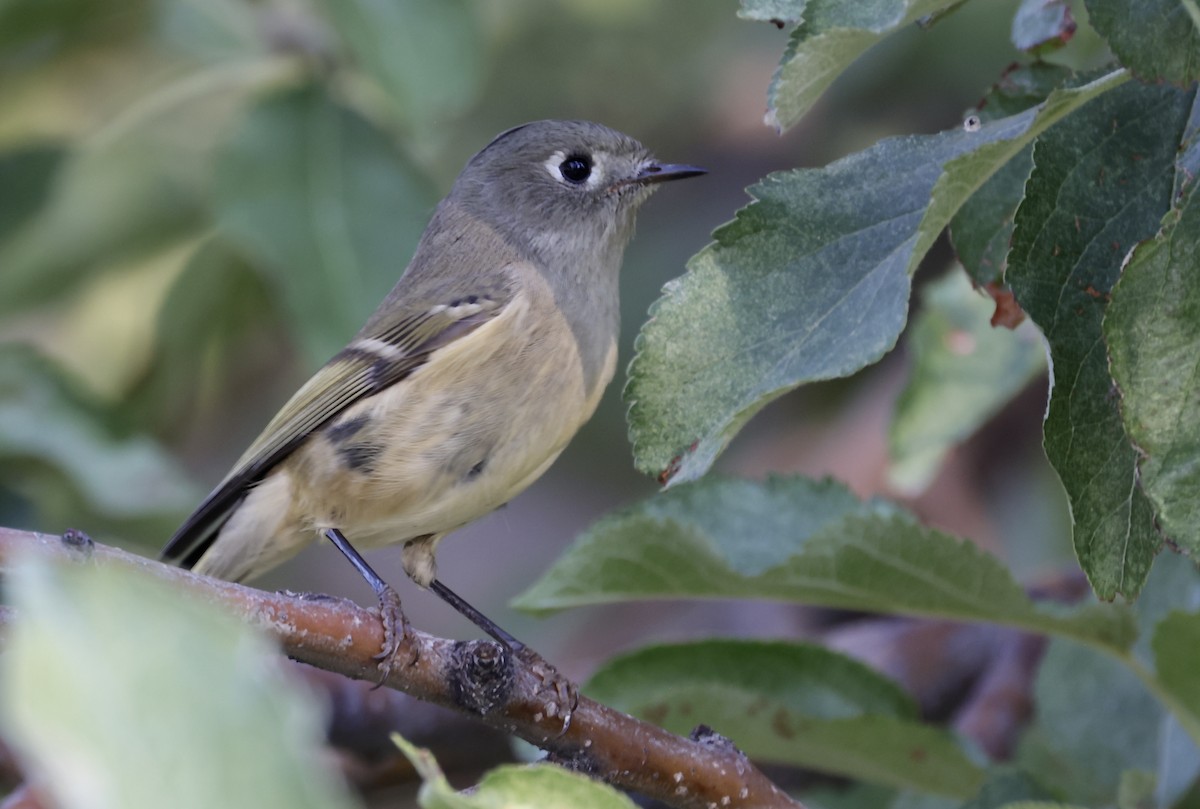 Ruby-crowned Kinglet - ML624144272