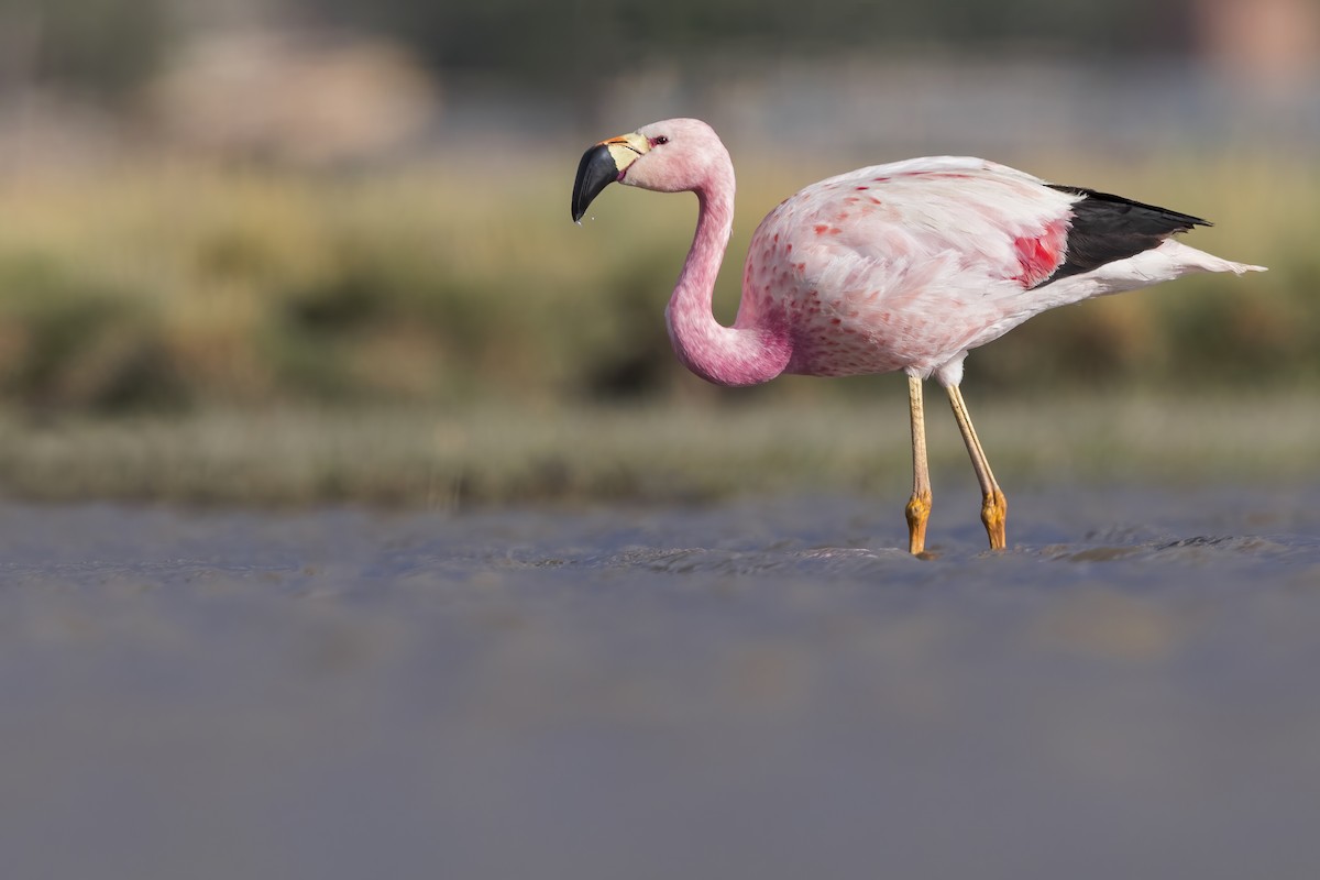 Andean Flamingo - ML624144273